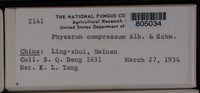 Physarum compressum image